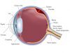 o que é e onde fica a retina?