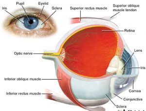 descolamento de retina curitiba