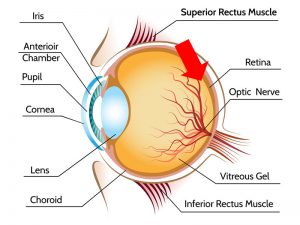 degeneração macular de retina dmri tratamento curitiba